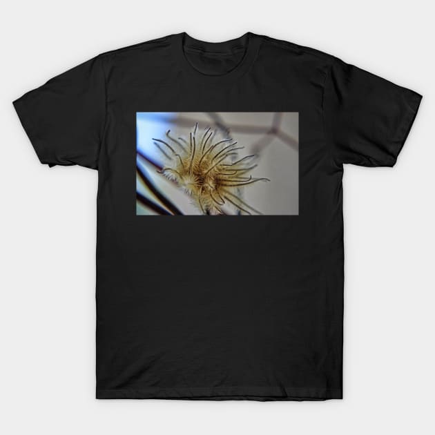 Clematis Seed Head T-Shirt by EileenMcVey